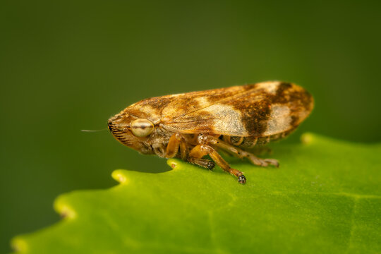 Side view on a Meadow froghopper resting on the edgeof a green leaf with copy space