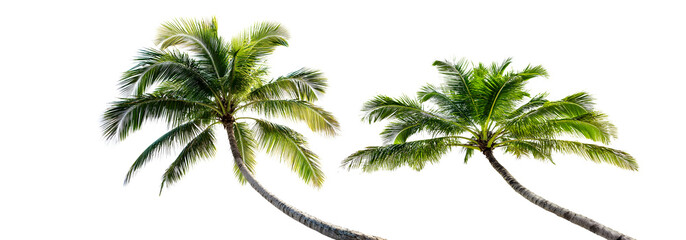 coconut tree on white background © D85studio