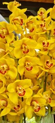 Lise, Netherland - Apr 29, 2024: Yellow Cymbidium orchids flower variant grows lushly during spring...