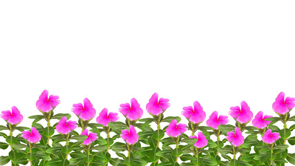 vinca mega bloom flowers, bottom background	
