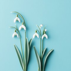Obraz premium Spring Snowdrop Flowers on a Light Blue Background