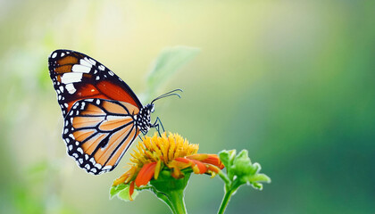 Plain Tiger Butterfly on Orange Flower, Natures Beauty, Insect, Generated image