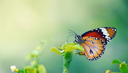Obraz premium Plain Tiger Butterfly on Orange Flower, Natures Beauty, Insect, Generated image