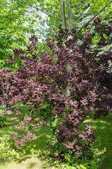 Cotinus coggygria Royal Purple (Rhus cotinus, European smoke tree) in spring garden. Young red leaves on blurred background of greenery. Selective focus. Nature concept for design