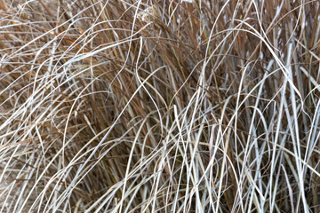 Beautiful natural warm autumn colors at sunset of semi-desert alkali sacaton textured grass clumps on deserted cattle feed pasture in scenic view. Texture