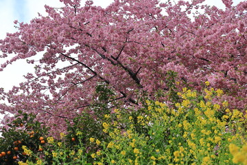 色鮮やかなピンク色の早咲き桜