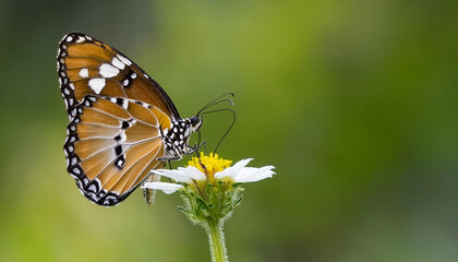 Fototapeta premium Plain Tiger Butterfly on Orange Flower, Natures Beauty, Insect, Generated image