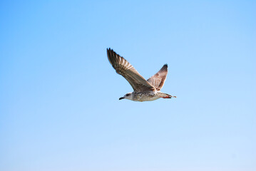 Eine Möwe fliegt vor strahlend blauem Himmel