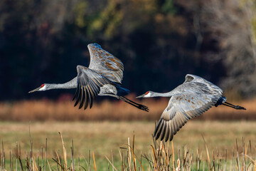 Sandhill cranes, Antigone canadensis, fly across a field during fall migration in northern Indiana © Steven Heim