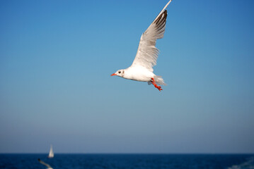 Eine Möwe fliegt vor strahlend blauem Himmel