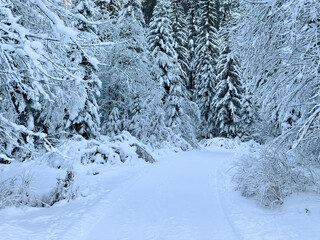 winter landscape. winter pine forest. pine tree forest. nature background. winter snowy background 
