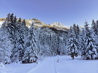 winter landscape. winter pine forest. pine tree forest. nature background. winter snowy background 