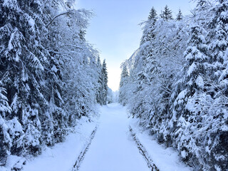 winter landscape. winter pine forest. pine tree forest. nature background. winter snowy background 