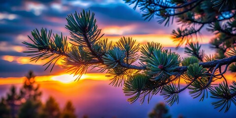 Naklejka premium Long Exposure Pine Tree Branches - Nature Photography Stock Image