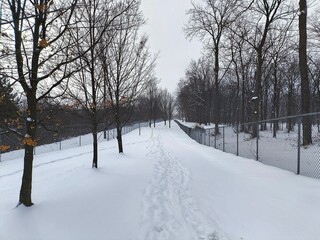 Fototapeta premium Winter Pathway