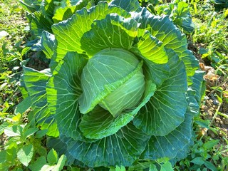 Close-up of Green Cabbage in the garden.