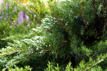 Juniperus virginiana, also known as eastern red cedar, red cedar, Virginian juniper, eastern...