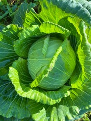 Layers of Green Cabbage Growing in Quiet Garden Light