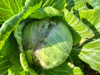 Green Cabbage Blooming to Welcome the Coming Winter.