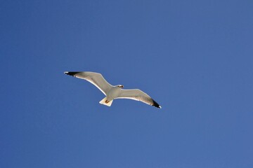 Seagull soaring freely against a clear blue sky