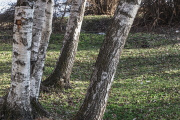 White birch trunks close-up, selective focus. Background with trees.
