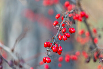 Dog rose (Rosa canina) is a variable climbing, wild rose species native to Europe. Intense colorful red rose hips with dew drops after on a winter morning after rain. Branches with sharp thorns.