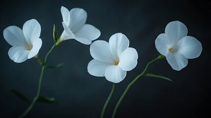 Fototapeta premium view of white caspia flowers, emphasizing their airy appearance and fine details. | Caspia 