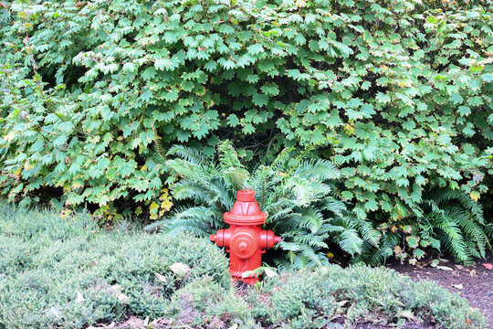 Close-up of a red fire hydrant amongst assorted plants, Canada