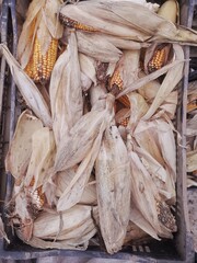 dried corn background