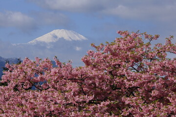 色鮮やかなピンク色の早咲き桜