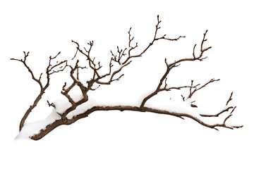 A branch with snow