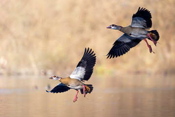 Two geese in the air while landing on a lake with sunny background
