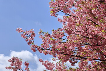 色鮮やかなピンク色の早咲き桜