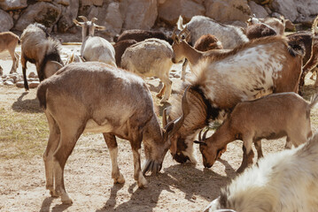 Feeding adorable goats in farm. Domestic animal