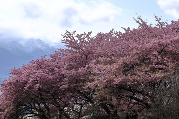 色鮮やかなピンク色の早咲き桜