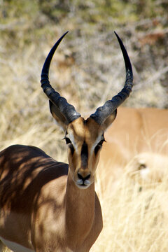 Close-up portrait of a Black Faced Impala (Aepyceros melampus petersi), Etosha National Park, Namibia