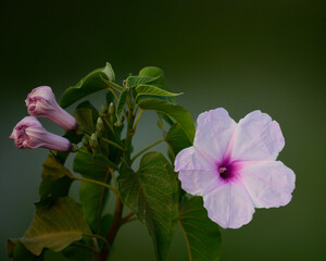 Purple flower blooming near Niger River