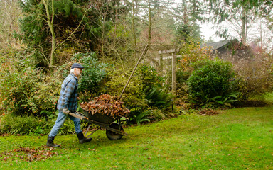 Senior man pushing a wheelbarrow full of autumn leaves in a garden, British Columbia, Canada