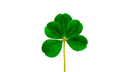 Shamrock plant