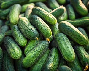 Cucumbers harvested in a pile, whole cucumbers as a backdrop of food and vegetables, and natural light