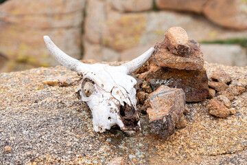 Bull’s skull 소 두개골