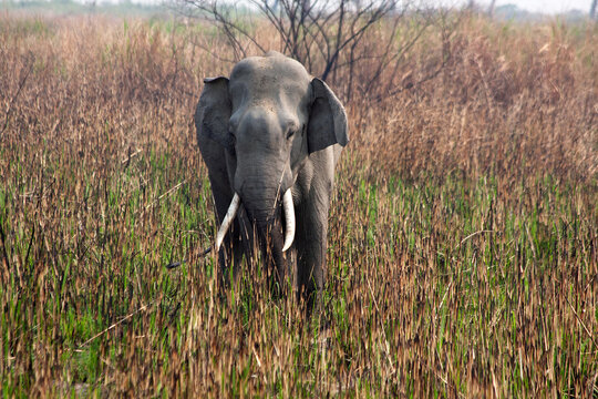 Elephant standing in long grass, Kaziranga National Park, Assam, India