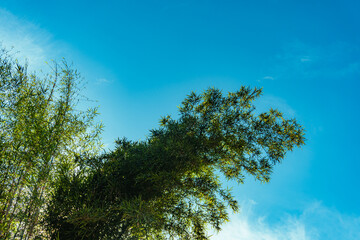 Open Field with Trees and Clear Blue Sky