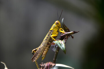 Grasshoppers are a type of insect that likes to eat leaves