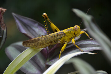 Grasshoppers are a type of insect that likes to eat leaves