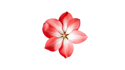 frangipani flower isolated on white background