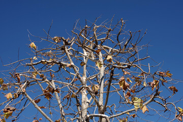 Sycamore tree under a bright blue winter sky in California
