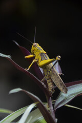 Grasshoppers are a type of insect that likes to eat leaves