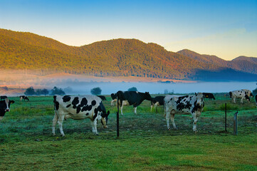 Black-and-white cattle on a meadow bounded by forested hills. Early morning mist in the Kiewa...