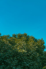 Peaceful Tree Under a Clear Blue Sky